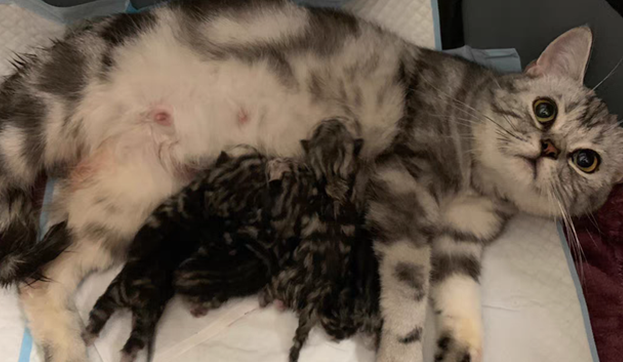猫咪快生了需要准备什么
