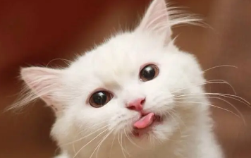 猫便血是怎么回事儿?