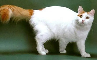 小猫死了母猫涨奶怎么处理