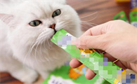 猫条多久喂一次一次喂多少