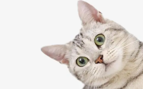 猫咪的社交行为，看这里，你就知道了