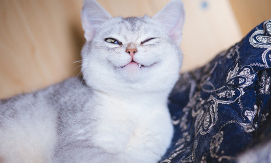 折耳蓝猫有病吗 折耳蓝猫有病吗