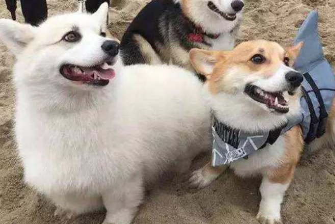 狗狗可以吃蛋糕吗