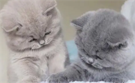 如何让小奶猫亲近自己