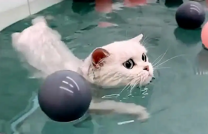 猫咪是天生会游泳的吗为什么 猫咪是天生会游泳的吗为什么