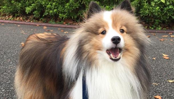 喜乐蒂牧羊犬好养吗?看看这篇文章就知道了 喜乐蒂牧羊犬好养吗?看看这篇文章就知道了
