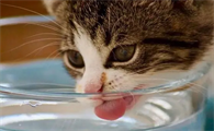 猫咪吹空调会感冒吗怎么办