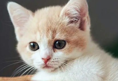 猫突然抽搐一会自己好了