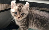 猫一天喝多少毫升的水合适