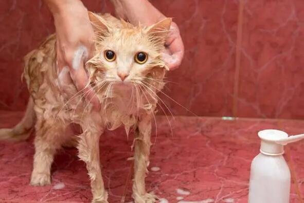 猫长跳蚤怎么可以彻底去除小妙招