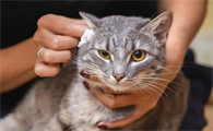 猫咪耳螨可以打针治疗吗？