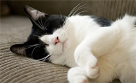 猫闭尿会出现什么症状表现