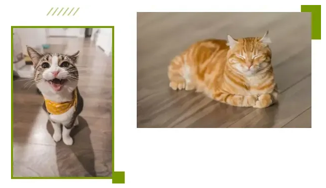 ZEAL真致·猫咪爱不爱你,“蹭”一下就知道! ZEAL真致·猫咪爱不爱你,“蹭”一下就知道!