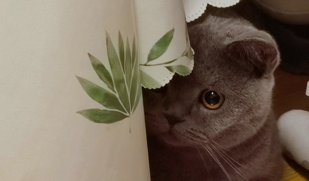 猫闻了杀虫剂会中毒吗 猫闻了杀虫剂会中毒吗