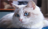 打猫咪屁股会肾衰竭吗会死吗