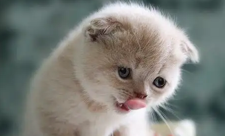 猫感冒不吃东西什么原因 猫感冒不吃东西什么原因