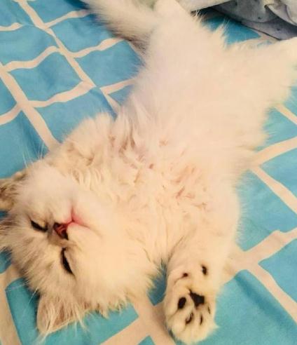 两个月的小猫带回来吃幼猫粮一直拉稀 两个月的小猫带回来吃幼猫粮一直拉稀
