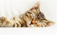 猫粪检能检查出什么病