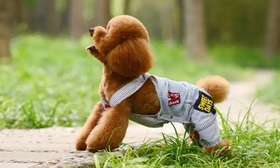 如何训练泰迪幼犬 如何训练泰迪幼犬