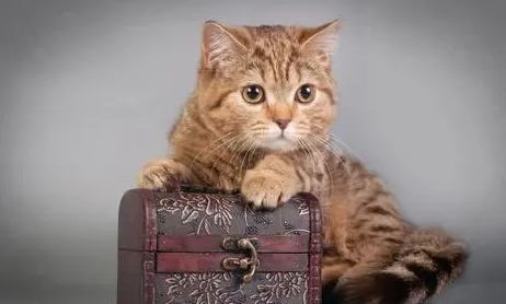 星期猫为什么在宠物店不发病 星期猫为什么在宠物店不发病