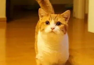 猫咪关笼子里一直叫要放出来吗? 猫咪关笼子里一直叫要放出来吗?