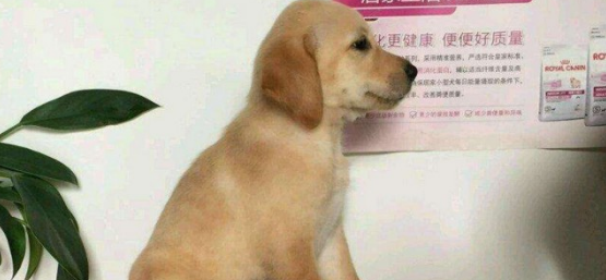 小狗多少天可以打第一针啊疫苗 小狗多少天可以打第一针啊疫苗