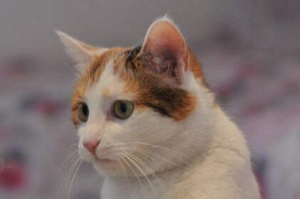 猫咪不让抱怎么办 猫咪不让抱怎么办