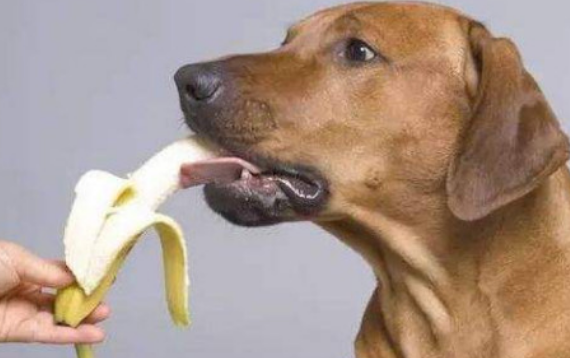 狗狗可以吃香蕉吗