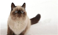 猫一直不尿怎么办