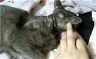 宠物猫为什么会得猫藓毛囊炎