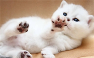 猫的寿命是多少年