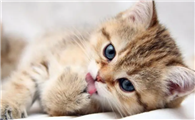 怎么确定猫咪得了毛球症状