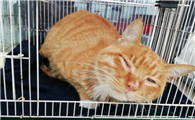 猫怀孕什么症状是怀孕了