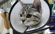 猫咪胰腺炎的饮食禁忌