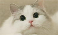 母猫发情怎么缓解