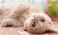 猫咪绝育后还到处撒尿怎么办