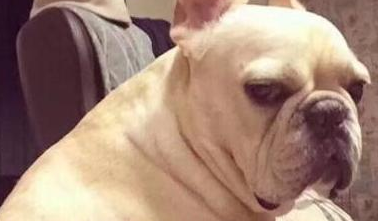 法国斗牛犬感冒了怎么办 法国斗牛犬感冒了怎么办