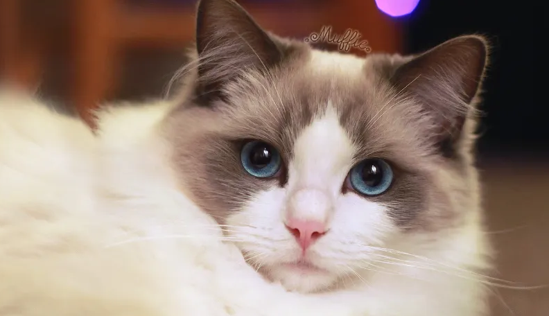 猫咪菊花有黑结痂