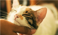 猫的肚子有一块垂下来软软的是什么原因