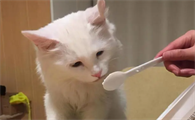 猫能不能吃蔓越梅干