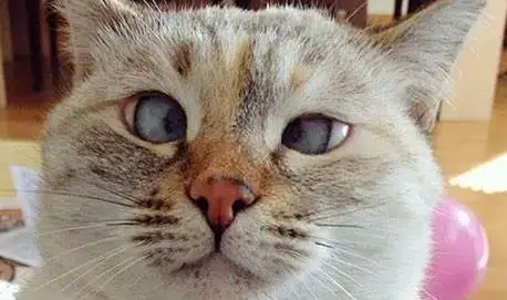 猫的视力能看多远？一起来了解一下吧