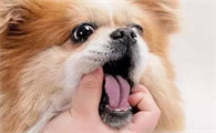 狗呕吐是什么原因造成的用什么药