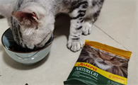 猫一天吃50克猫粮够吗为什么