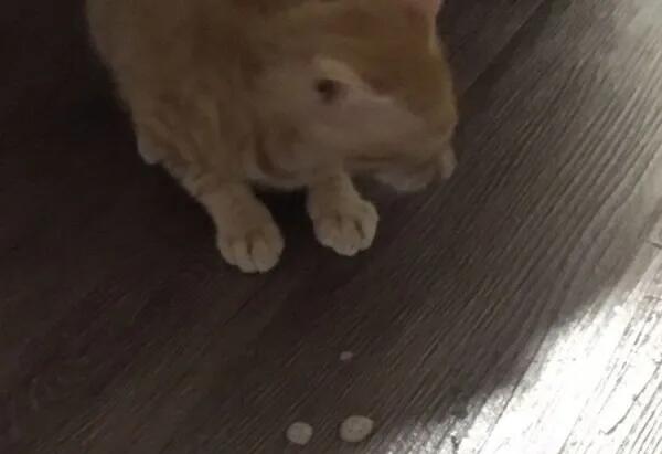 猫咪屁股上有白色粘液怎么回事