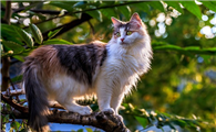 猫怀孕期间吃什么补充营养比较好