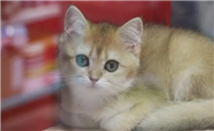 猫脱毛季节持续多久啊