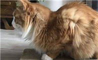 猫吃了鸡骨头多久有反应啊