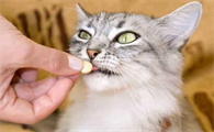 猫发出咕噜噜的声音什么意思呀