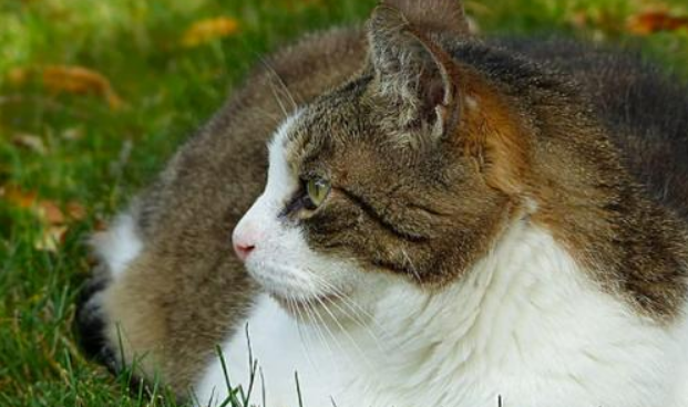 绝育的猫乱尿的原因是什么