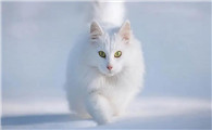 猫咪天天睡觉怎么回事